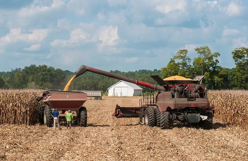 A red combine harvests a cornfield on a Virginia farm in September 2013
